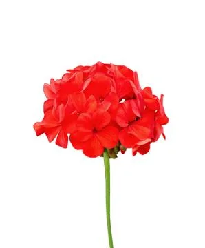 Geranium red Stock Photos