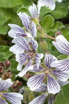 Geranium renardii Foto stock