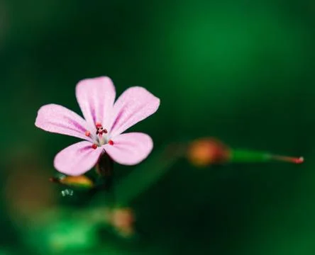 Geranium robertianum. Geranium robertianum. Geranium robertianum flower. Stock Photos