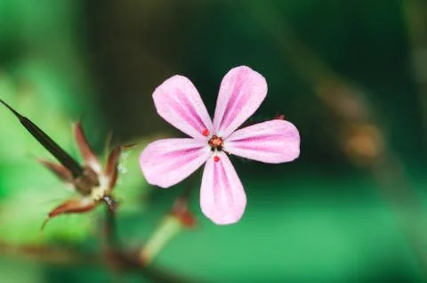 Geranium robertianum. Geranium robertianum. Geranium robertianum flower. Macr Foto stock