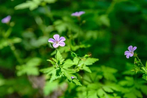 Geranium robertianum Stock Photos