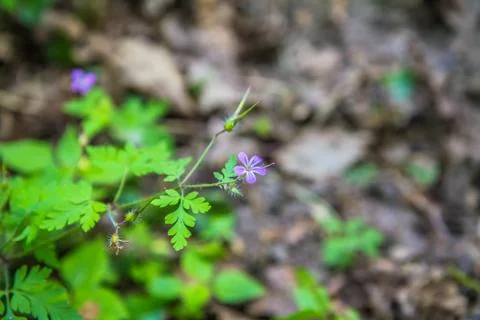 The Geranium robertianum Stock Photos