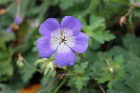 Geranium Rozanne flower Stock Photos