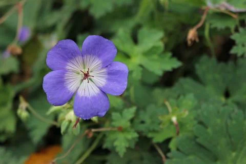 Geranium Rozanne flower Stock Photos