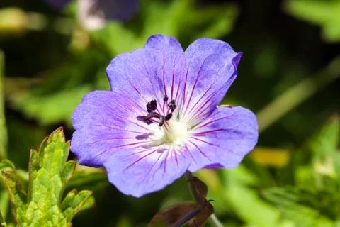 Geranium Rozanne 'Gerwat' 스톡 사진