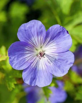 Geranium Rozanne 'Gerwat' Stock Photos