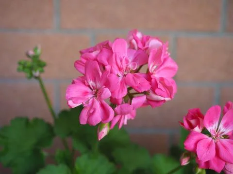 Geranium scient. class. Geraniales pink flower Stock-Fotos
