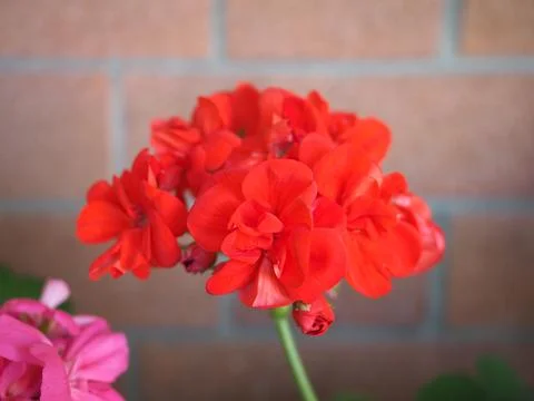 Geranium scient. class. Geraniales red flower Stock Photos