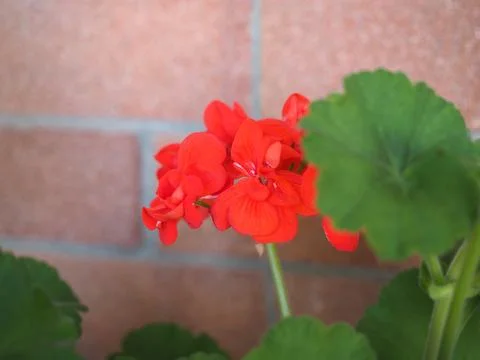 Geranium scient. class. Geraniales red flower Stock Photos