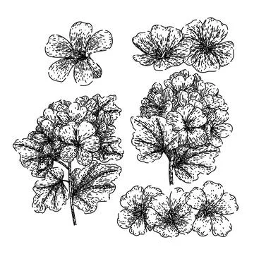 Geranium set sketch hand drawn vector Stock Illustration