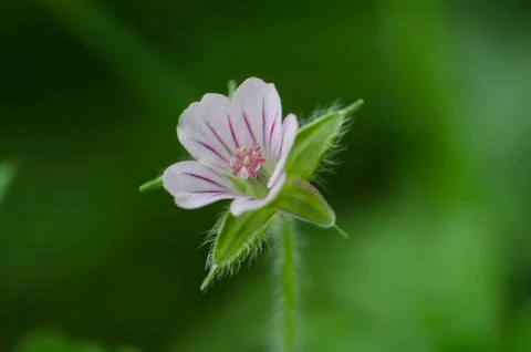 Geranium sibiricum, tiny white wild flower in the garden, macro, close up. Stock Photos
