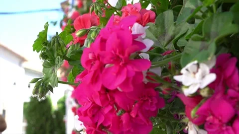 Geranium in the spring morning sun Stock Footage 232506264