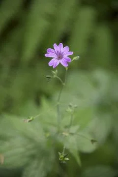 Geranium sylvaticum in the nature Stock Photos