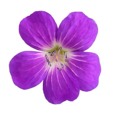 Geranium sylvaticum Stock Photos