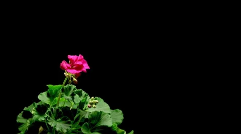 Geranium Timelapse Stock Footage 7910334