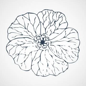Geranium vector hand drawn Stock Illustration