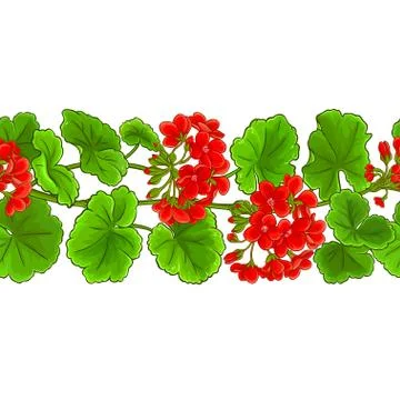 Geranium vector pattern Stock Illustration
