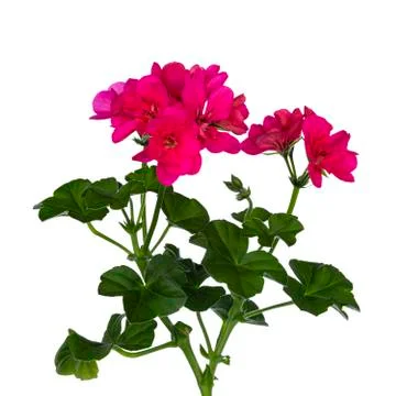 Geranium on white background Stock Photos