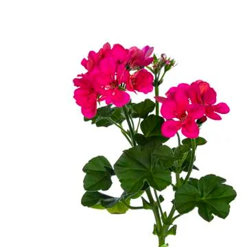 Geranium on white background Foto stock