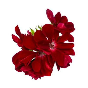 Geranium on white background Stock Photos