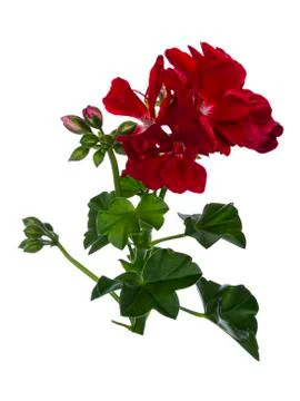 Geranium on white background Stock Photos