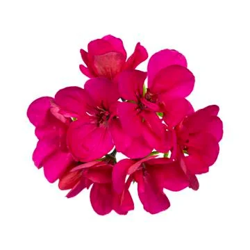 Geranium on white background Stock Photos