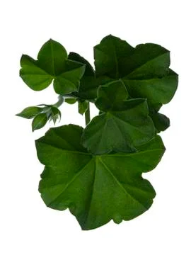 Geranium on white background Stock Photos