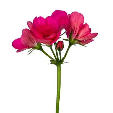 Geranium on white background Stock Photos