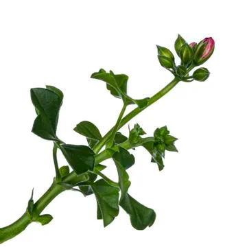 Geranium on white background Stock Photos