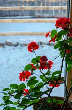 Geranium on the window in winter Stock Photos