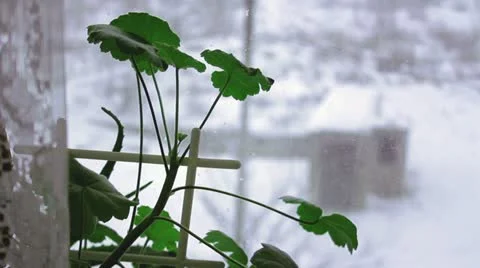 Geranium on a winter window Stock Footage 14808566