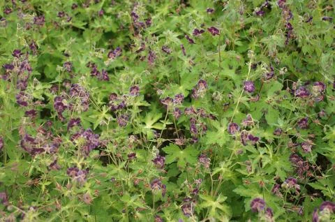 Geraniums' Allure Foto stock