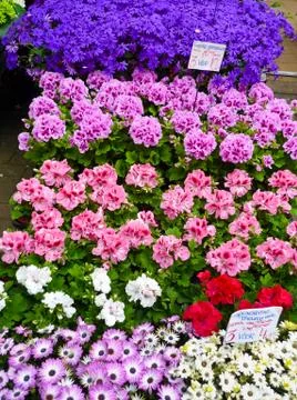Geraniums in amsterdam Stock Photos