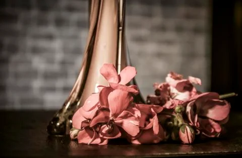 Geraniums and a Vase Stock Photos