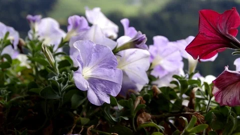 Geraniums on the balcony Stock Footage 102343883