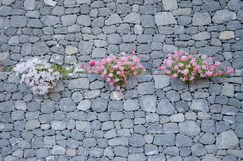 Geraniums in bloom on a stone wall. Stock Photos