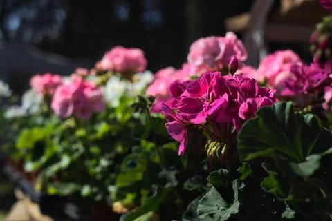 Geraniums in bloom in various colours Stock Photos