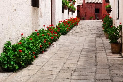 Geraniums in courtyard Foto stock