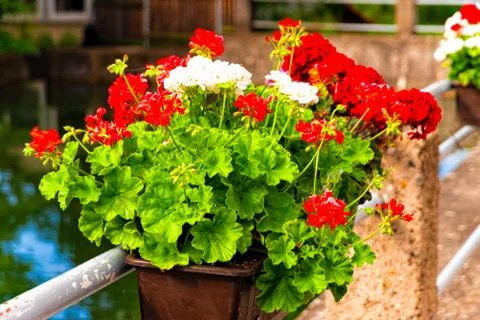 Geraniums in a flower box Stock Photos