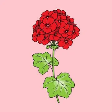 Geraniums Flower Red Stock Illustration