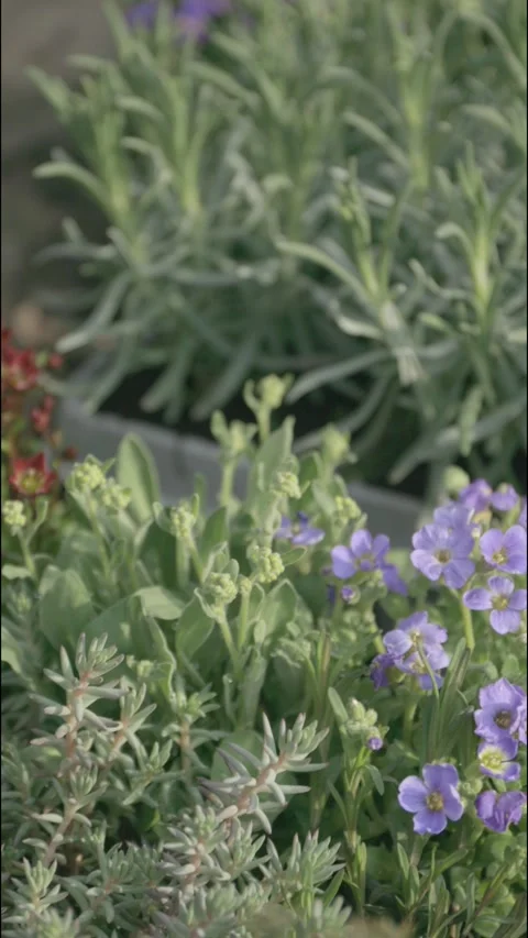 Geraniums, lavender, and other small plants and flowers before planting Stock Footage 306669986