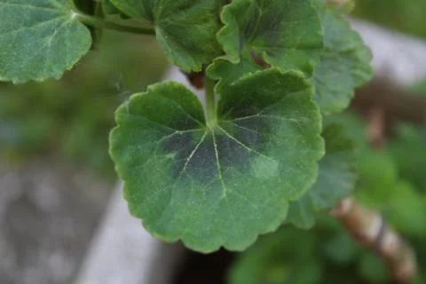 Geranium's leaf Stock Photos