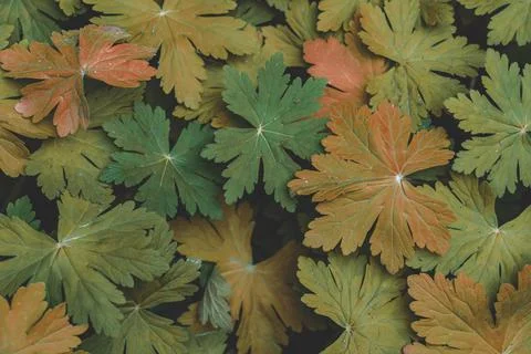 Geraniums leaves pattern background, Natural fall background and wallpaper Stock Photos