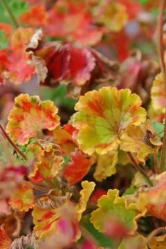 Geraniums, leaves Stock Photos