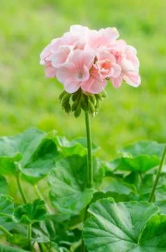 Geraniums Stock Photos