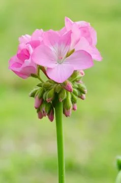 Geraniums Stock Photos