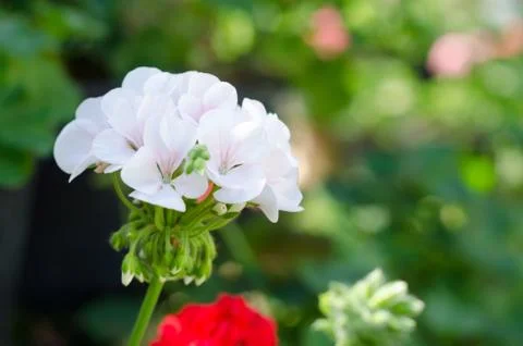 Geraniums Stock Photos