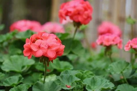 Geraniums Stock Photos