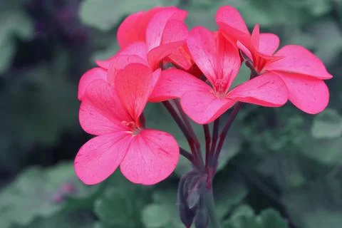 Geraniums Stock Photos
