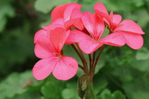 Geraniums Stock Photos